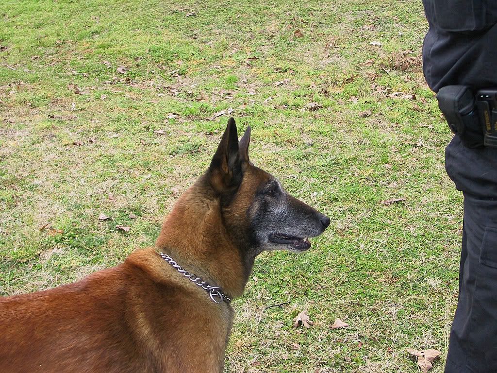 Seal Team 6 Dog Teeth