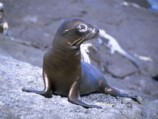 Sealion