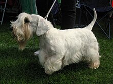 Sealyham Terrier Breeders Uk