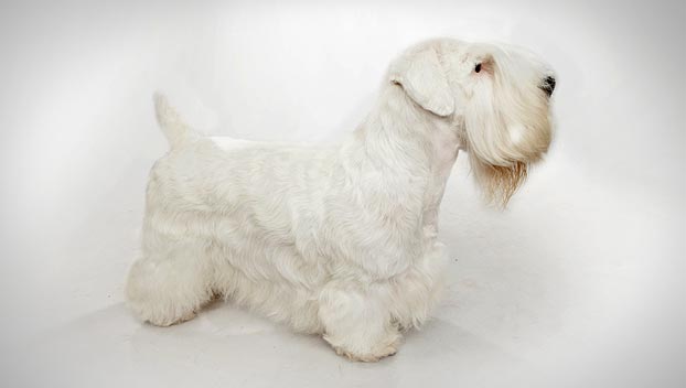 Sealyham Terrier Breeders Usa