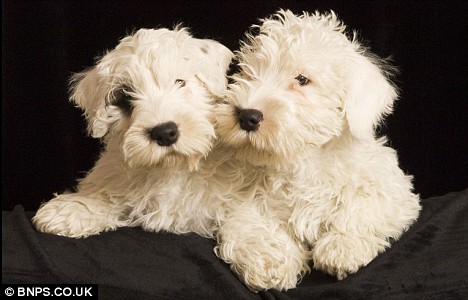 Sealyham Terrier Breeders Usa