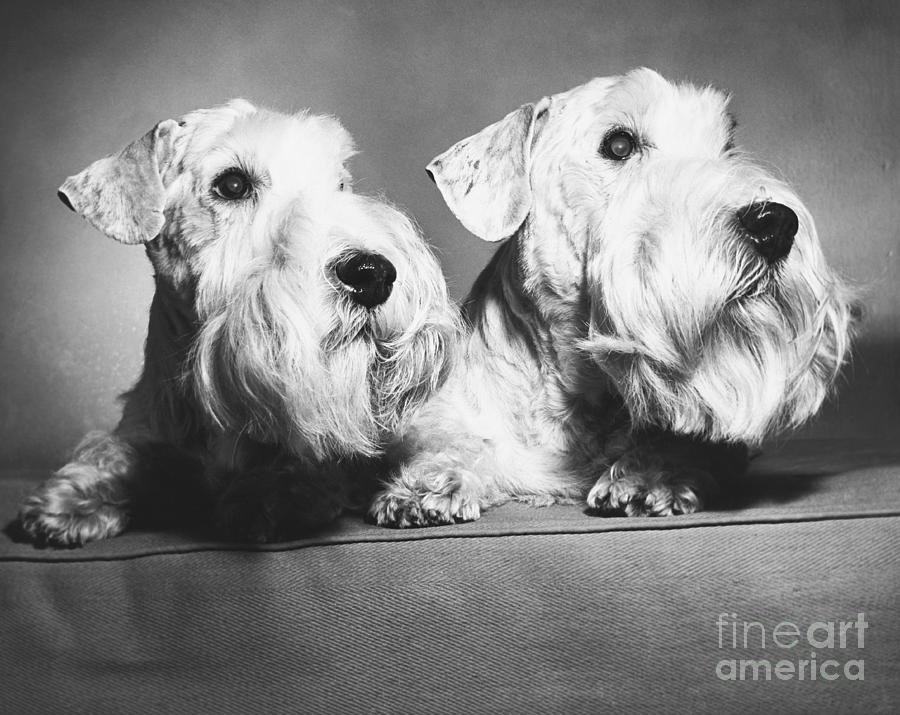 Sealyham Terrier Breeders Usa