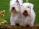 Sealyham Terrier Dogs 101