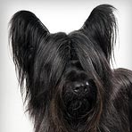 Sealyham Terrier Dogs 101