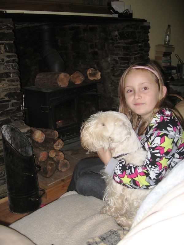 Sealyham Terrier Puppies Uk