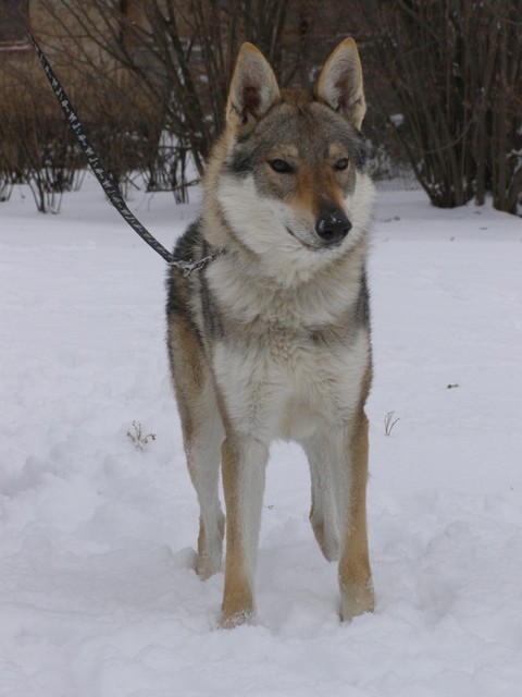 Silver Czechoslovakian Wolfdog