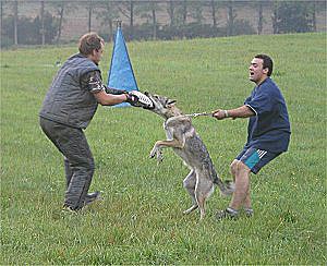 Silver Czechoslovakian Wolfdog