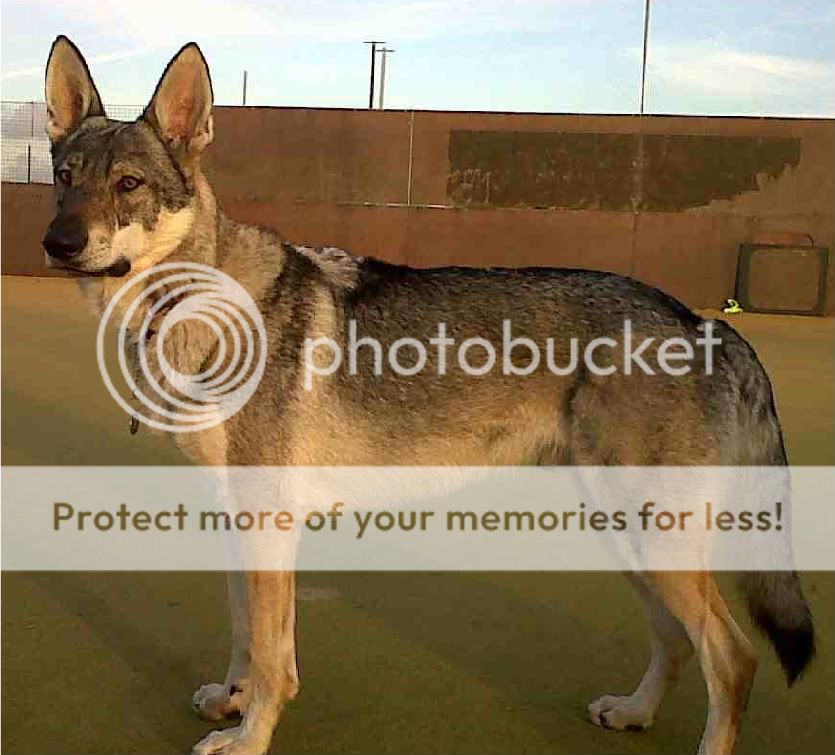 Silver Czechoslovakian Wolfdog