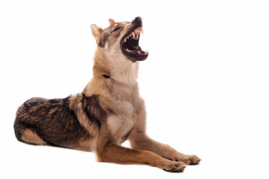 Silver Czechoslovakian Wolfdog