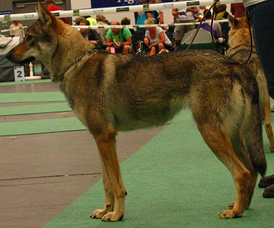 Silver Czechoslovakian Wolfdog