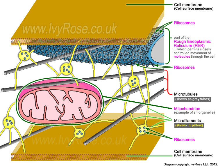 Simple Photosynthesis Diagram