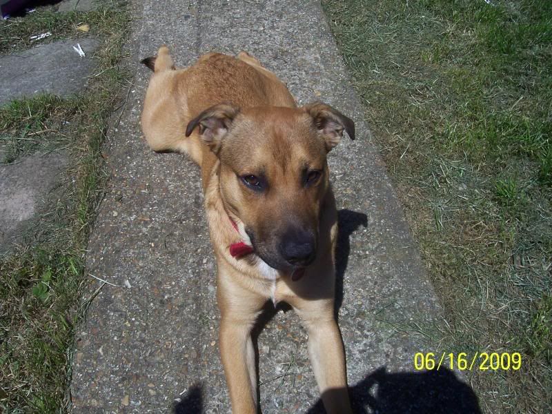 Staffie Cross