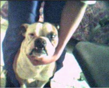 Staffie Cross Boxer