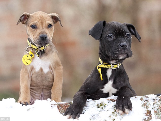 Staffie Cross Boxer