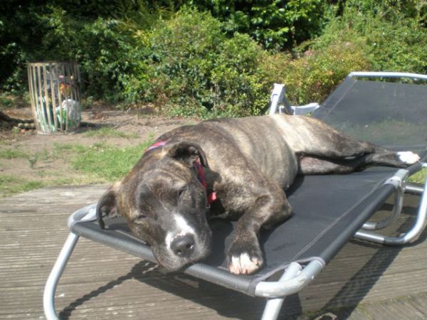 Staffie Cross Boxer