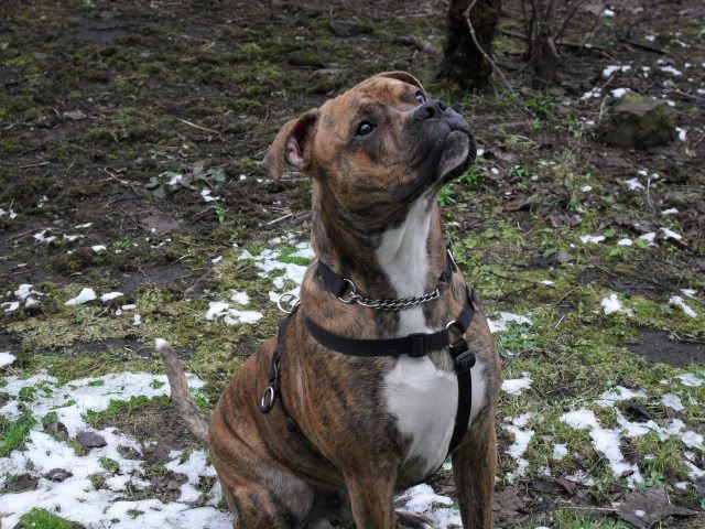 Staffie Cross Boxer