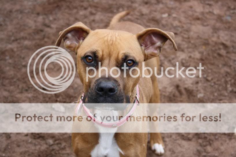 Staffie Cross Boxer