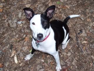 Staffie Cross Collie