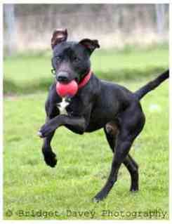Staffie Cross Labrador