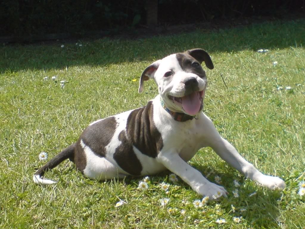 Staffie Cross Rottweiler