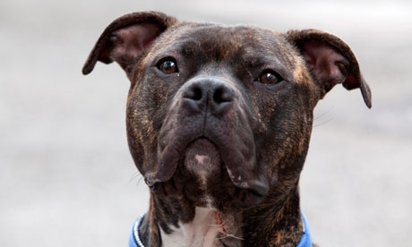 Staffie Dog