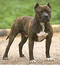 Staffie Dog