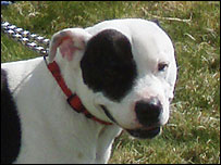 Staffie Dog