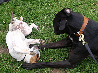 Staffie Jack Russell Cross