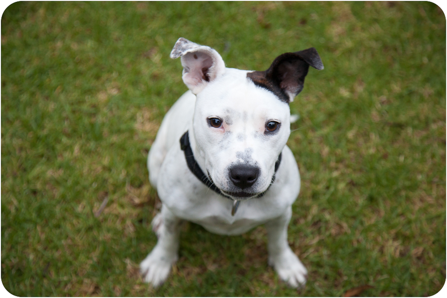 Staffie Jack Russell Cross