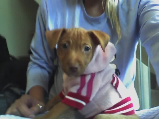 Staffie Jack Russell Cross