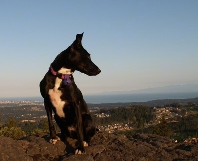Staffie Jack Russell Cross