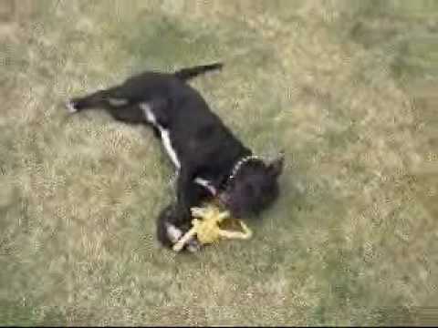 Staffie Jack Russell Cross