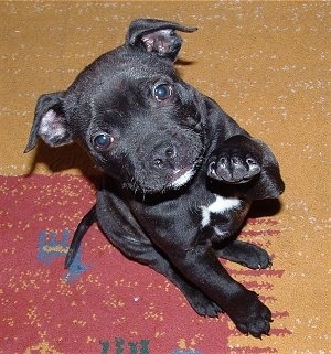 Staffie Puppies