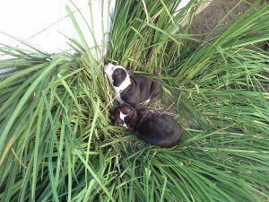 Staffie Puppies For Sale Cape Town