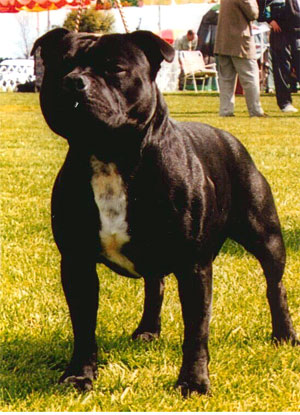 Staffordshire Bull Terrier Puppies Black And White