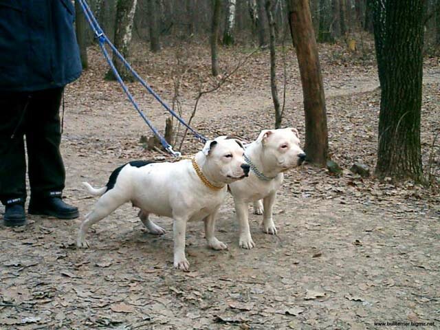 Staffordshire Bull Terrier Puppies For Sale