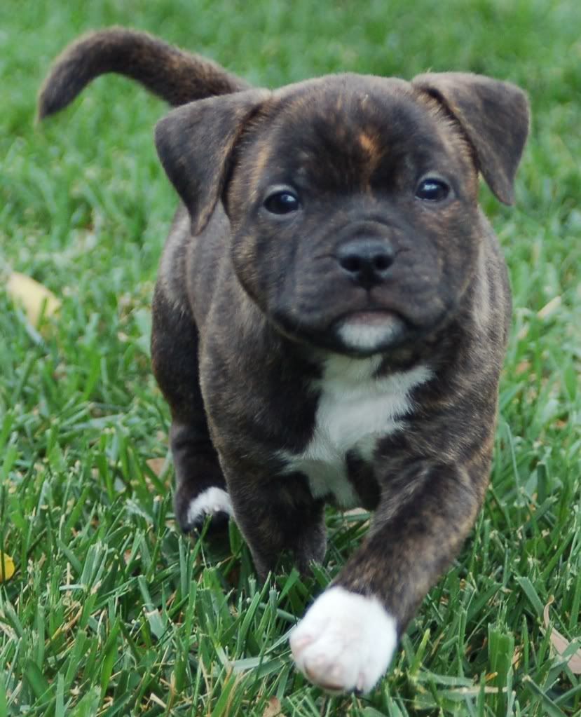 Staffordshire Bull Terrier Puppies Pictures