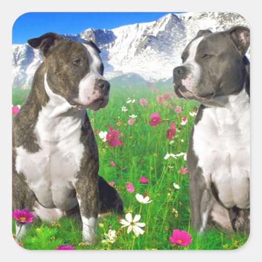 Staffordshire Pitbull Brindle