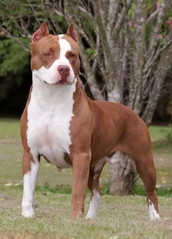 Staffordshire Pitbull Cross