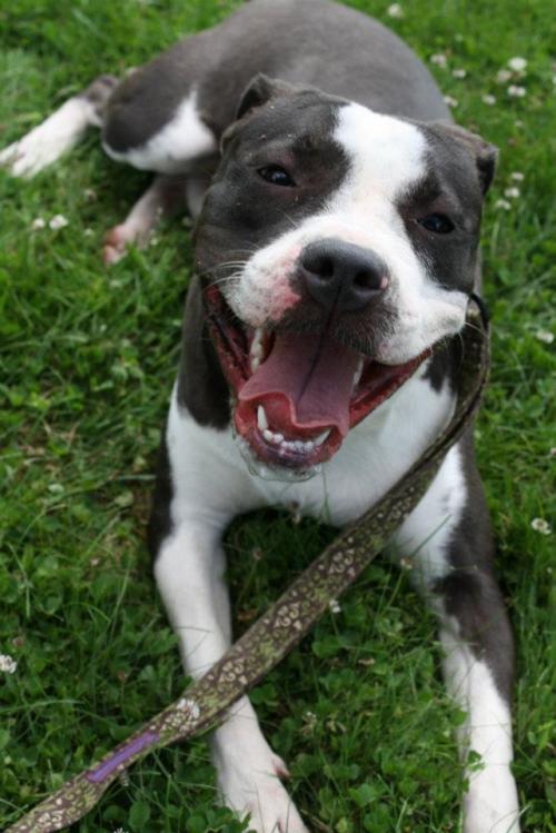 Staffordshire Pitbull Pictures
