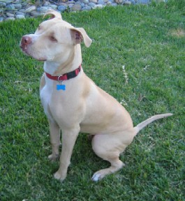 Staffordshire Pitbull Pictures