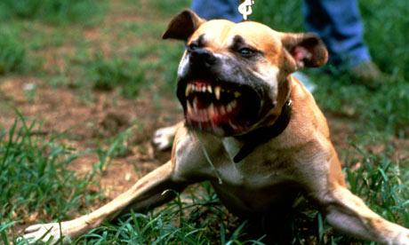 Staffordshire Pitbull Terrier