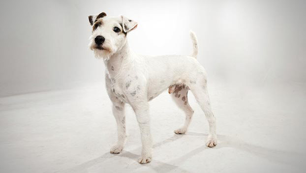 Staffordshire Terrier Dogs 101