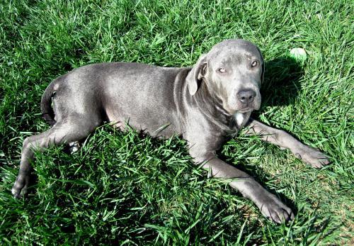 Staffordshire Terrier Lab Mix