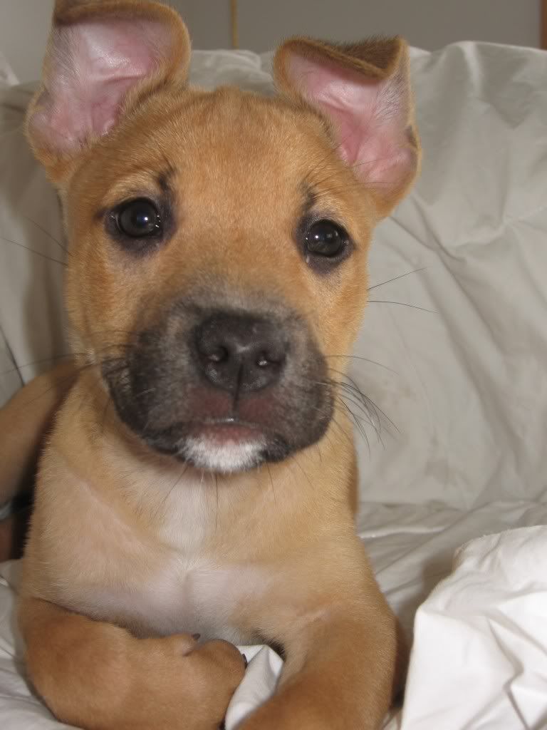 Staffordshire Terrier Pitbull Mix