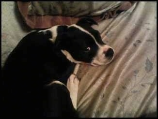 Staffordshire Terrier Pitbull Mix