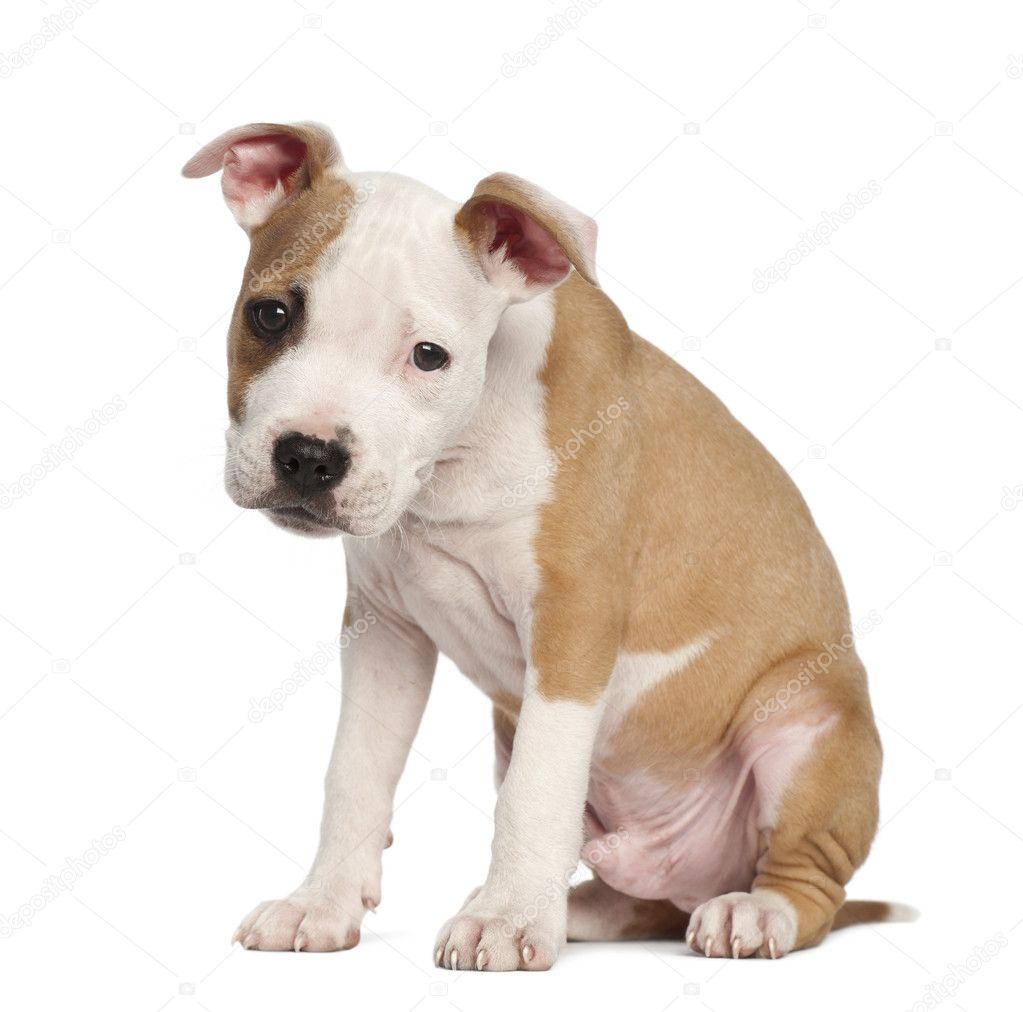 Staffordshire Terrier Puppies