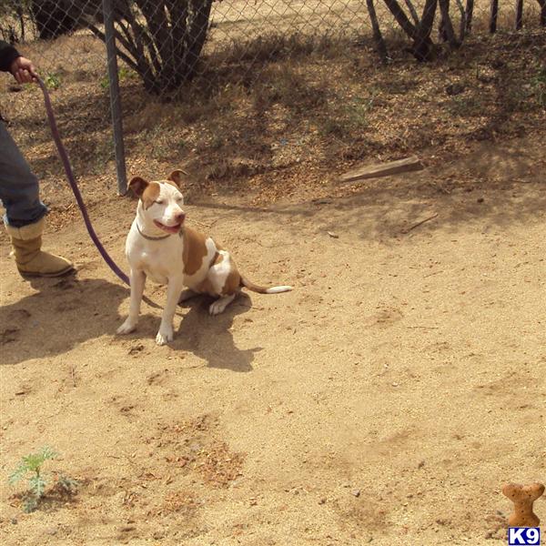 Staffordshire Terrier Puppies For Sale In California