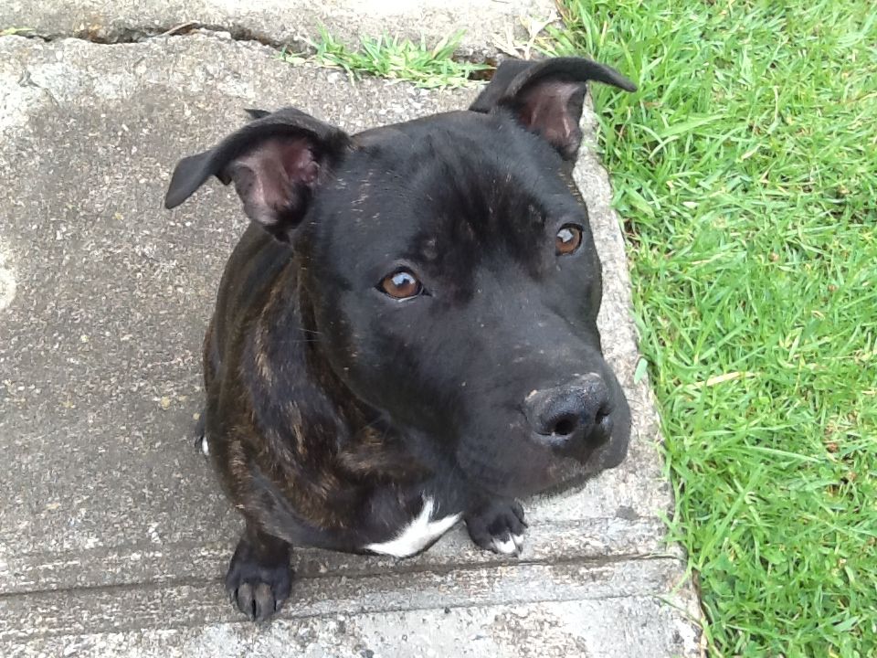 Staffordshire Terrier Vs Pitbull
