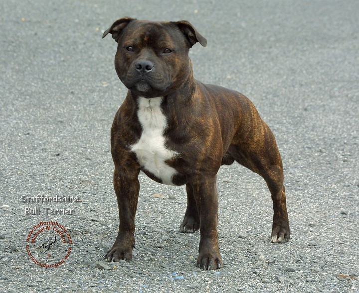 Staffy Bull Terrier Brindle